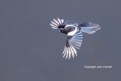 Black-billed-Magpie;Flying-Bird;Magpie;Photography;Pica-hudsonia;action;active;a